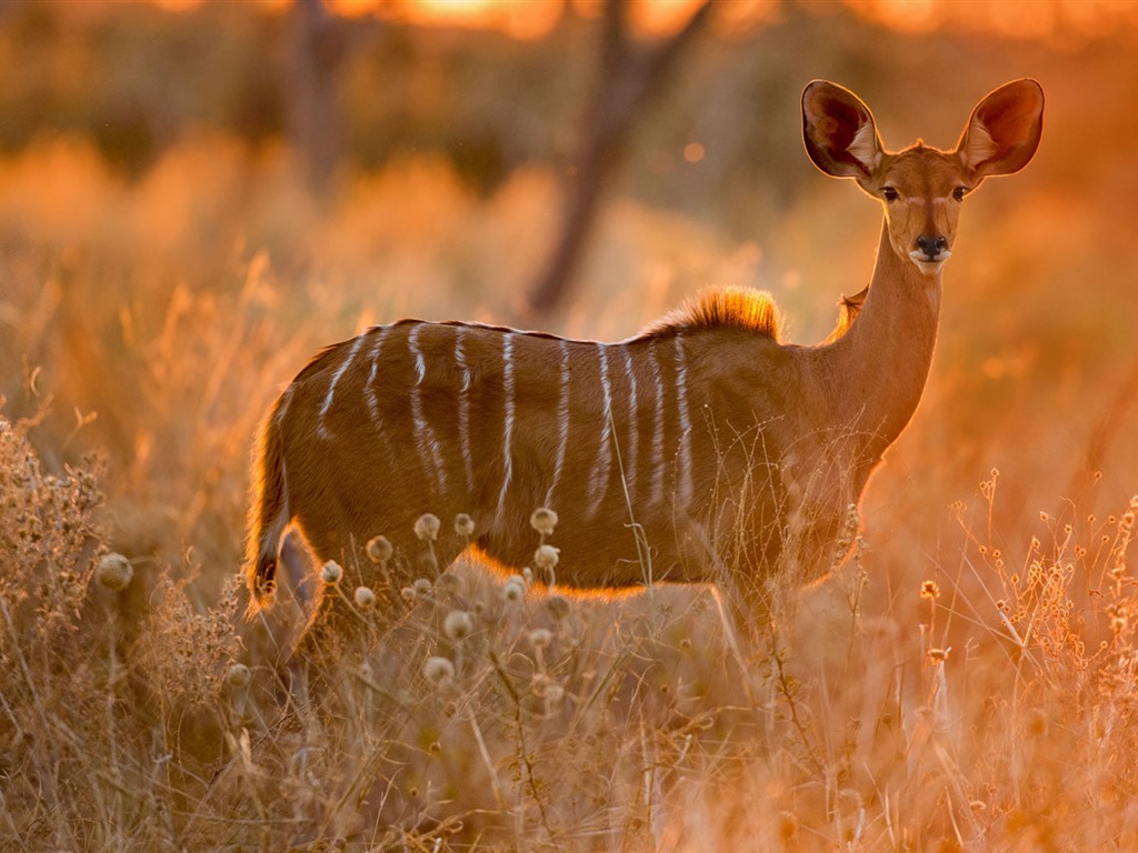 Octobre 2016 Bing thème HD fonds d'écran (1) #32 - 1024x768