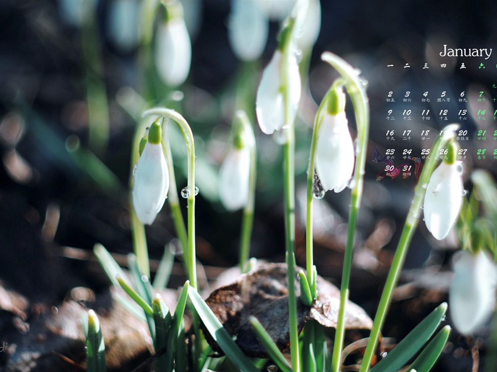 January 2017 calendar wallpaper (1) #15 - 1024x768