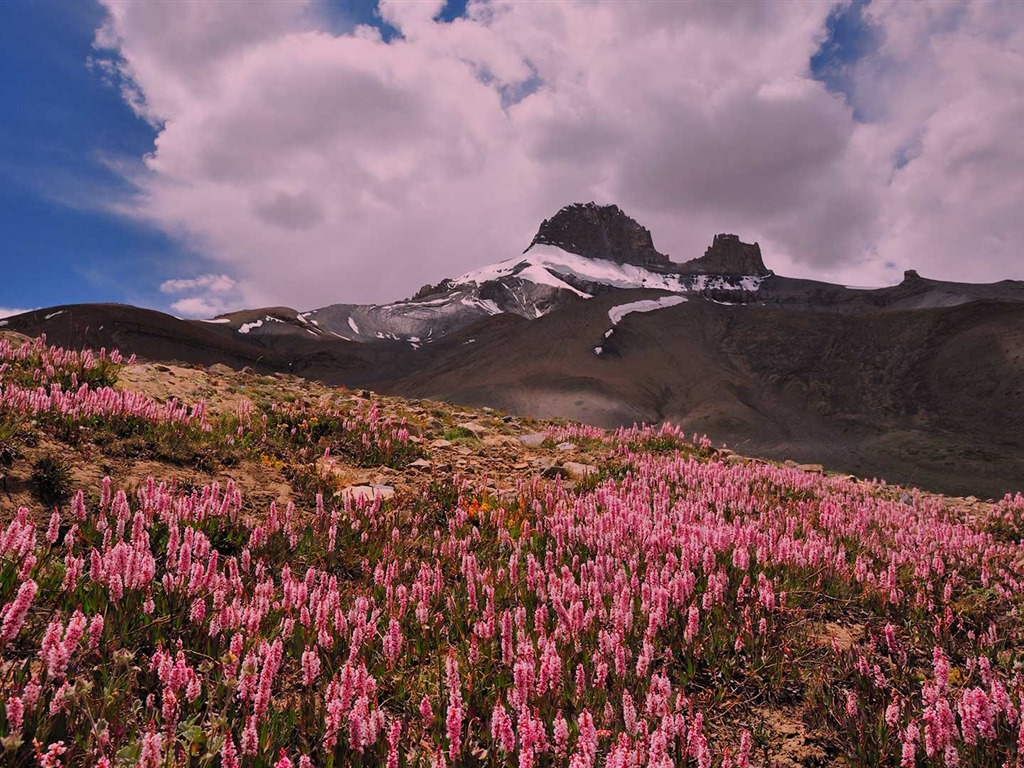 Enero de 2017 Bing tema de la alta definición de fondo de pantalla (1) #36 - 1024x768