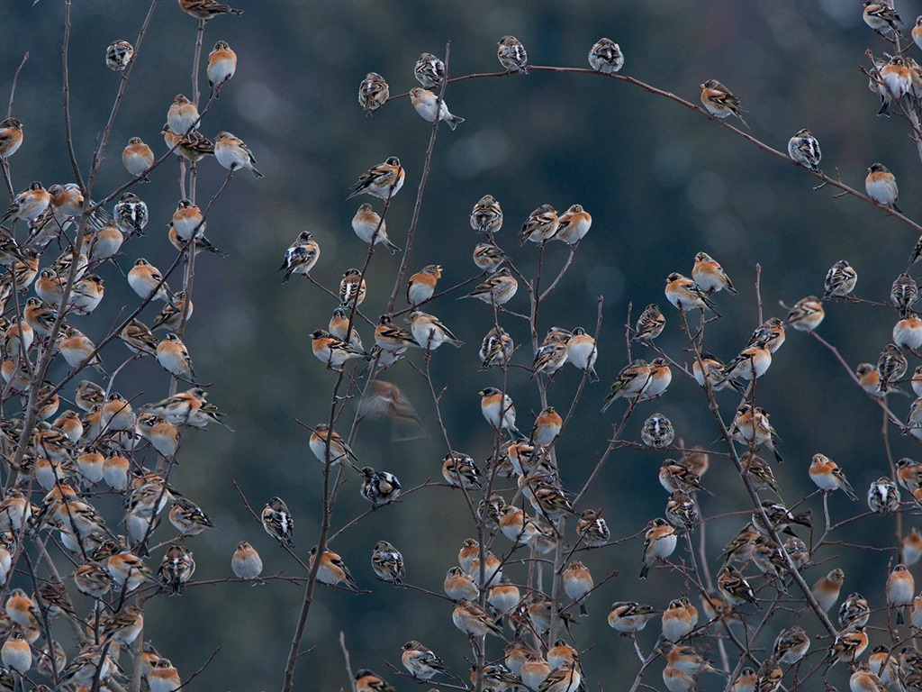 Febrero 2017 Bing tema de alta definición fondos de pantalla (2) #29 - 1024x768