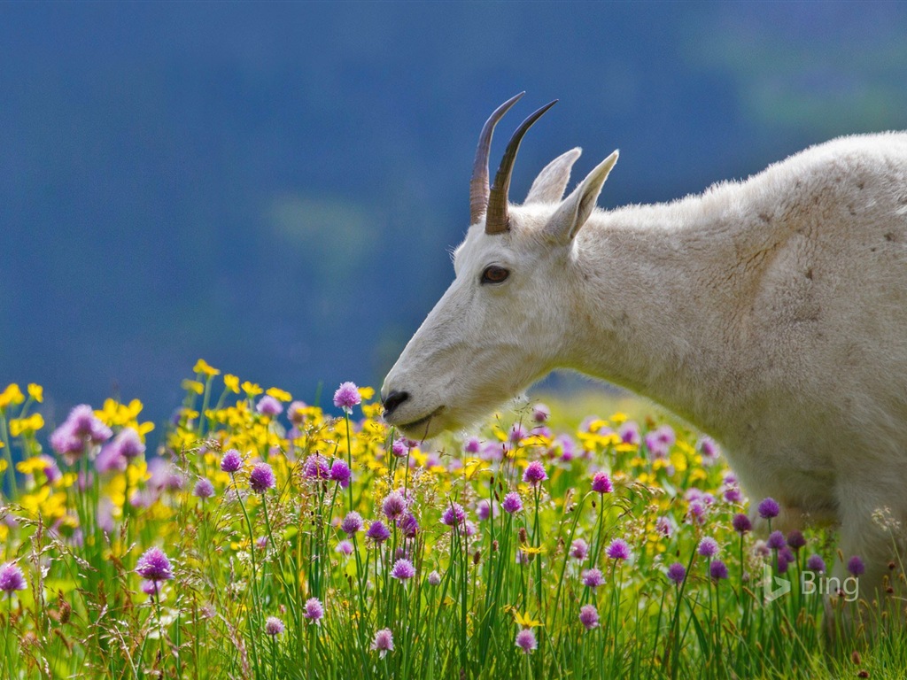 Mayo de 2017 Tema de Bing de fondo de pantalla de alta definición #12 - 1024x768