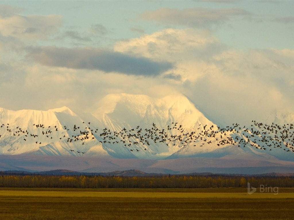 Mai 2017 Bing Thema der hochauflösenden Hintergrundbild #14 - 1024x768