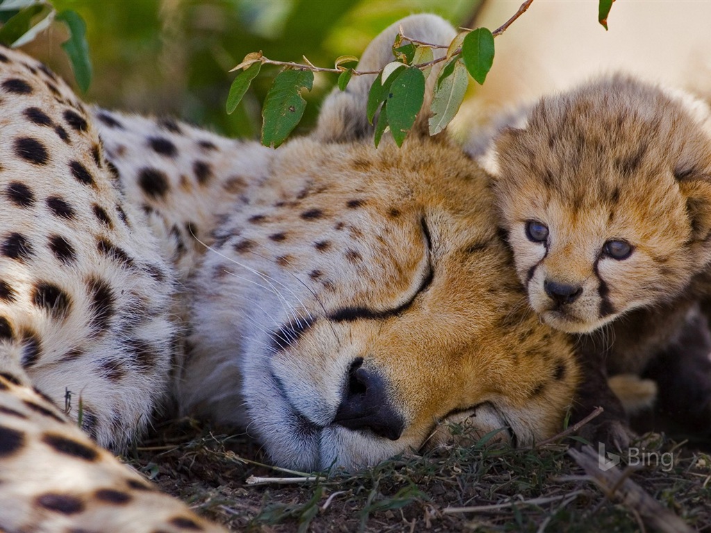 Mai 2017 Bing Thema der hochauflösenden Hintergrundbild #15 - 1024x768