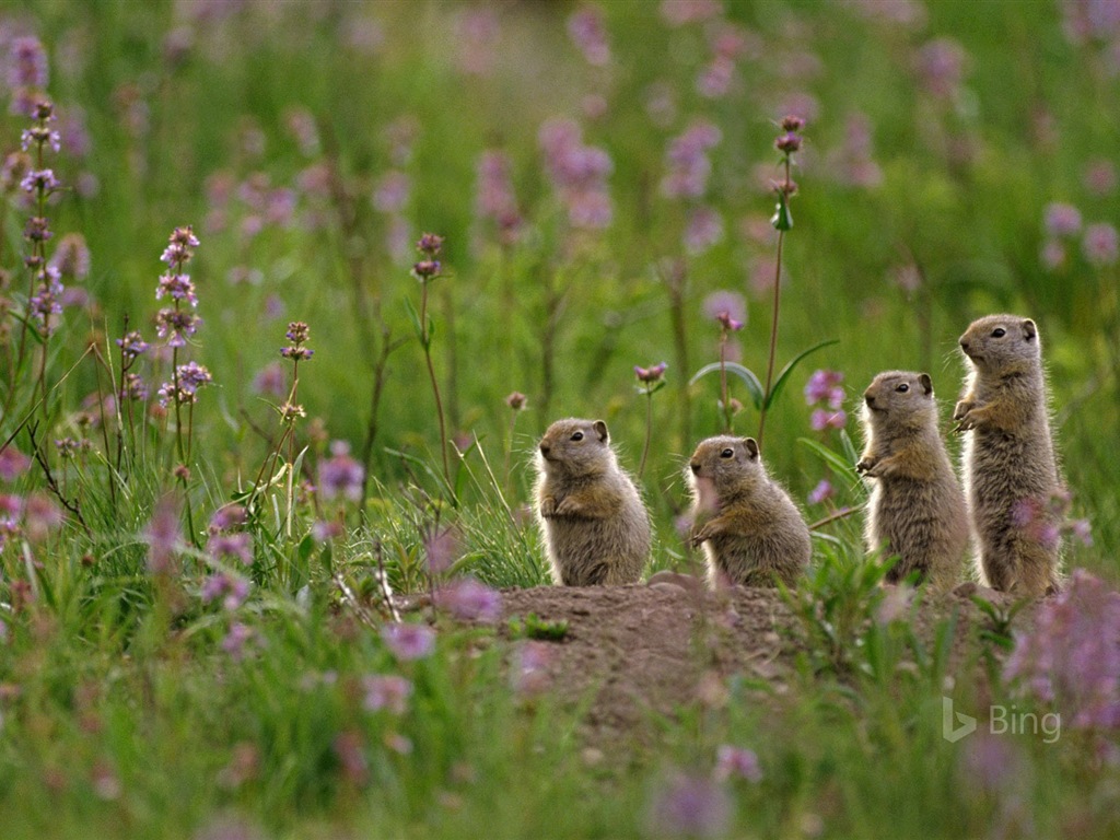 Mayo de 2017 Tema de Bing de fondo de pantalla de alta definición #18 - 1024x768