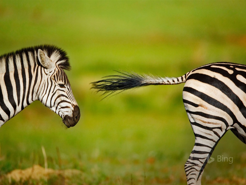 Mai 2017 Bing Thema der hochauflösenden Hintergrundbild #22 - 1024x768