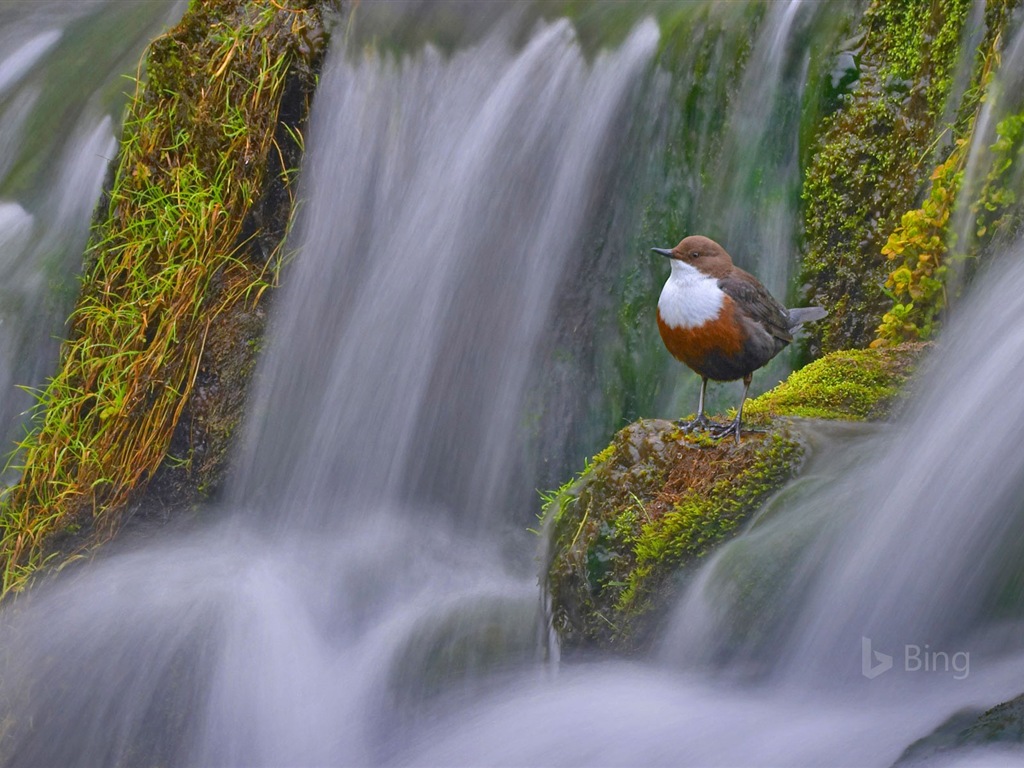 Mai 2017 Bing Thema der hochauflösenden Hintergrundbild #24 - 1024x768