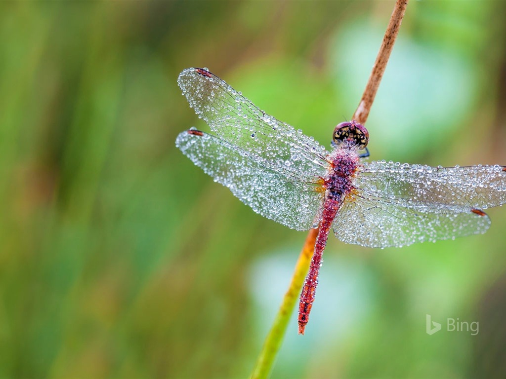 Juni 2017 Bing Thema von High-Definition-Hintergrundbild #16 - 1024x768