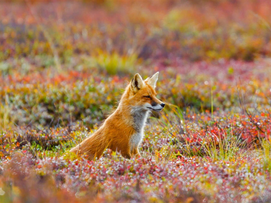 Junio de 2017 Tema de Bing de fondo de pantalla de alta definición #22 - 1024x768