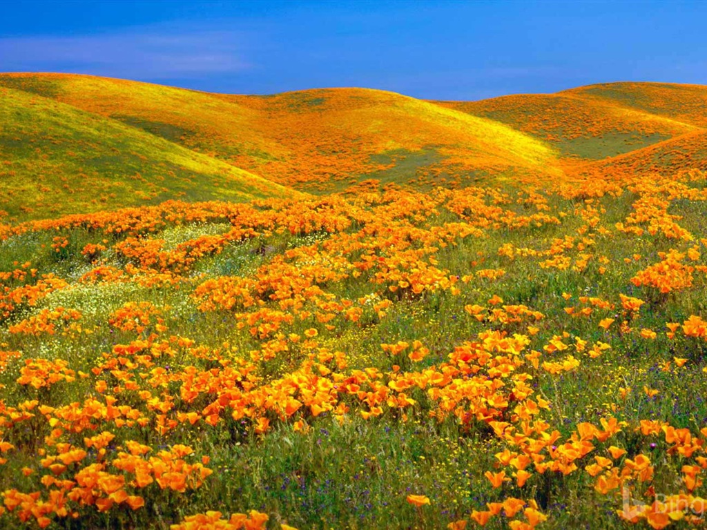 Julio de 2017 tema de Bing de fondo de pantalla de alta definición #21 - 1024x768