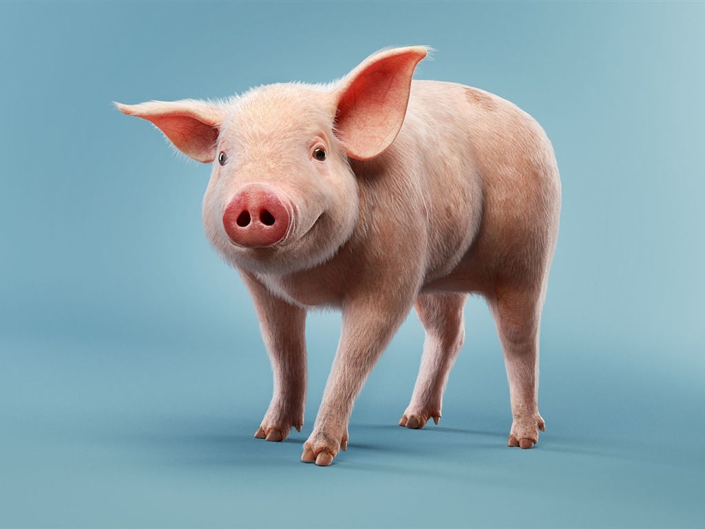 Schweinejahr über Schweine HD-Tapeten #1 - 1024x768
