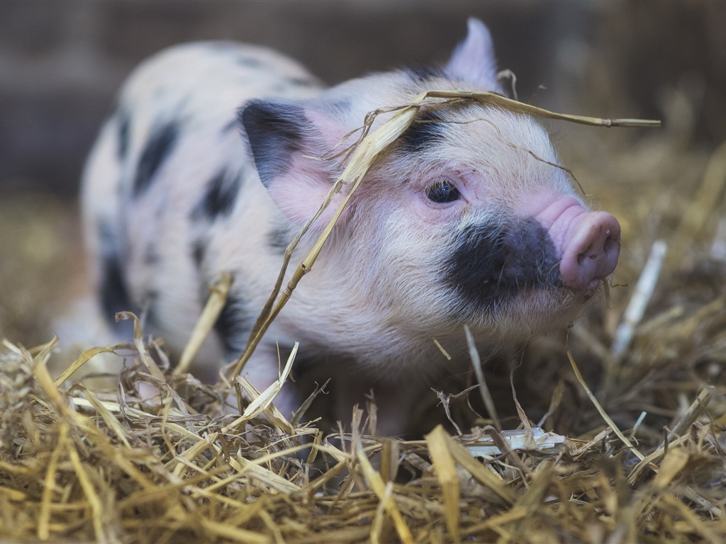 Pig Year about Pigs fondos de pantalla HD #4 - 1024x768