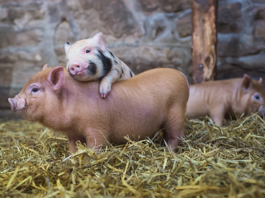 Année de porc sur porcs fonds d'écran HD #11 - 1024x768