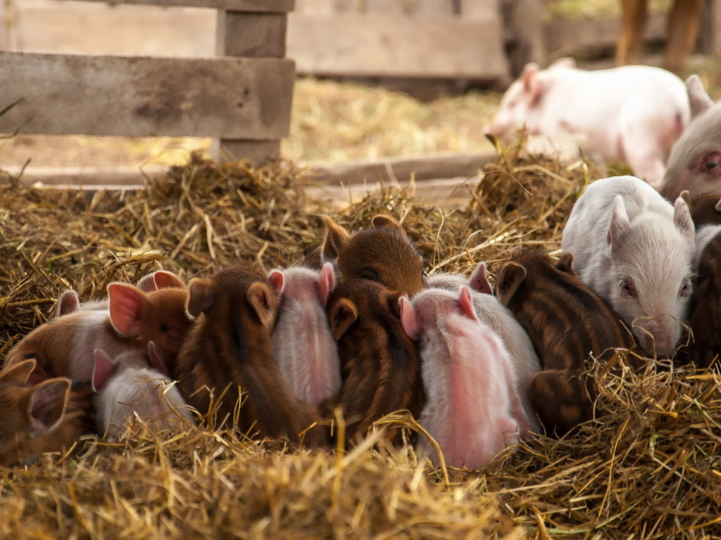 Année de porc sur porcs fonds d'écran HD #17 - 1024x768