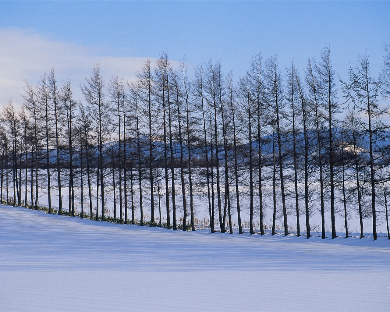 白雪森林(一) #1 - 1280x1024