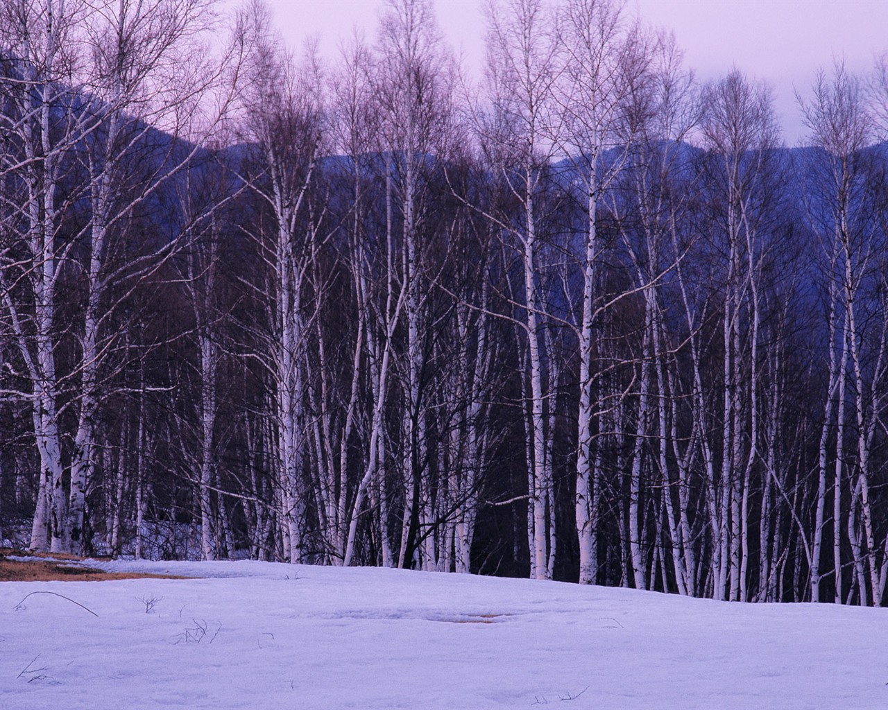 白雪森林(一) #4 - 1280x1024