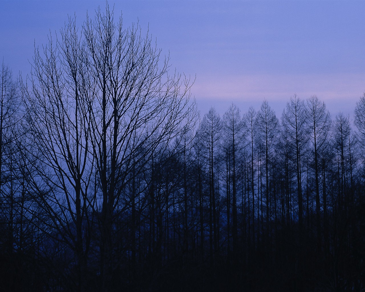 forêt, la neige fond d'écran (1) #5 - 1280x1024