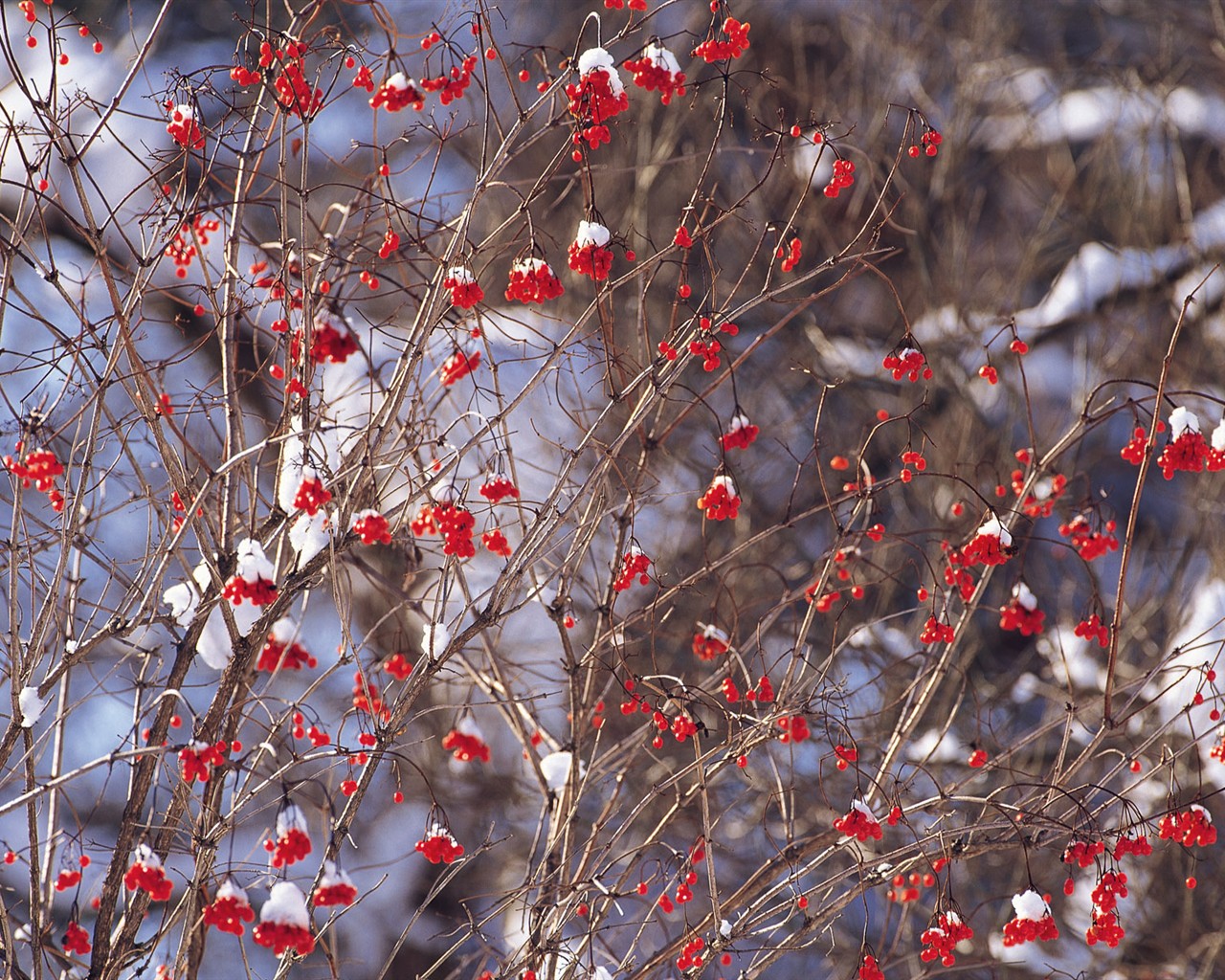 白雪森林(一)11 - 1280x1024