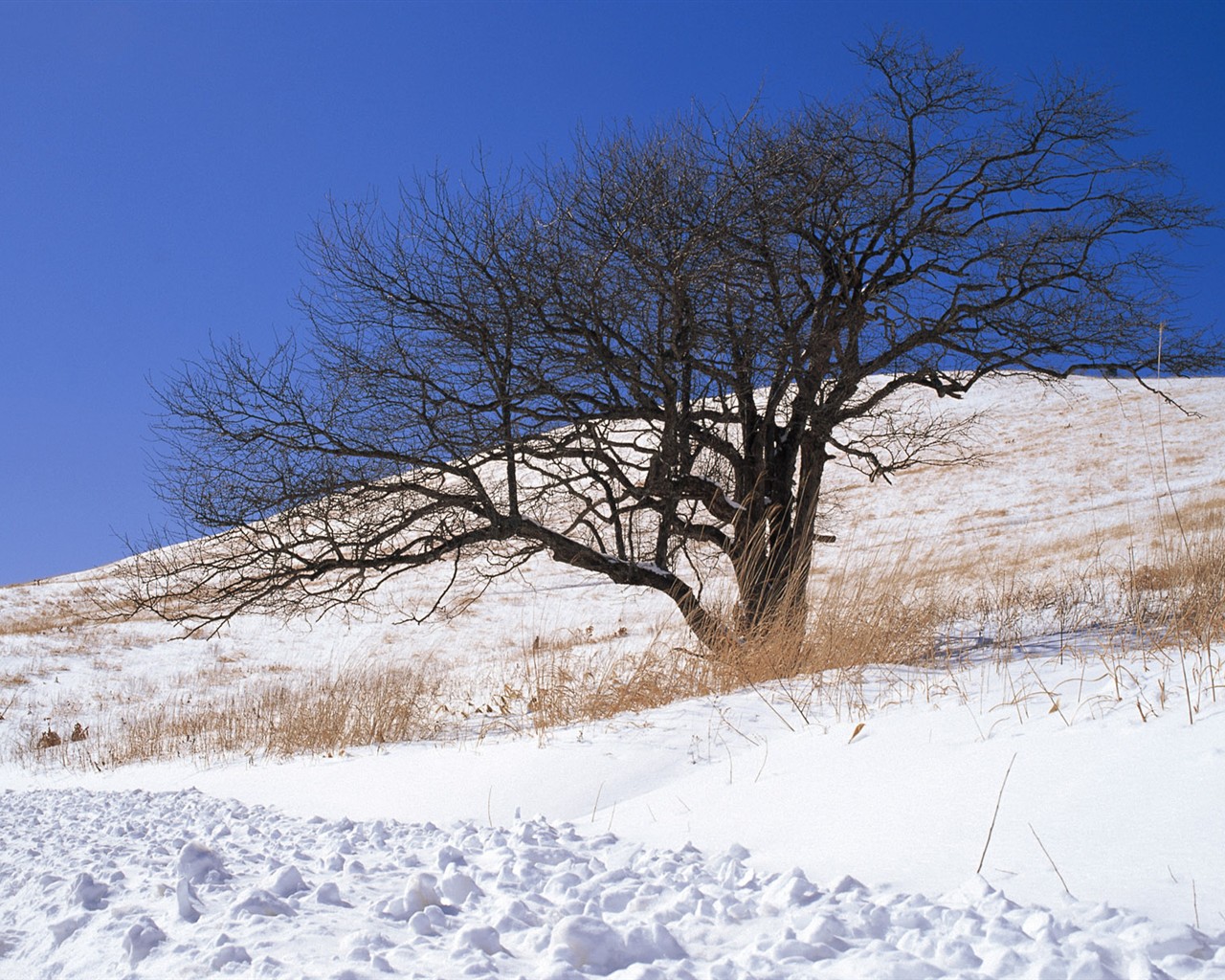 Snow forest wallpaper (1) #14 - 1280x1024