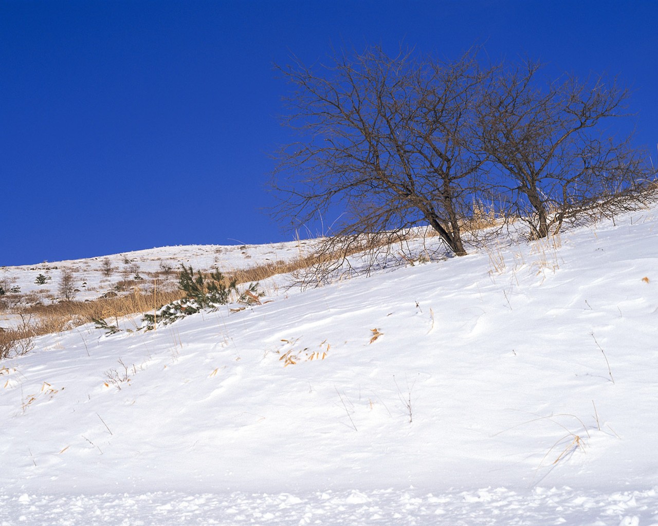 Snow Wald Wallpaper (1) #15 - 1280x1024