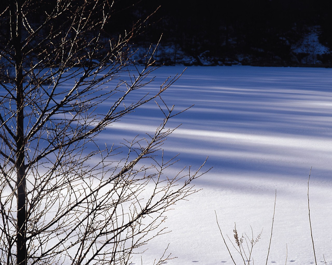 雪の林の壁紙(2) #4 - 1280x1024