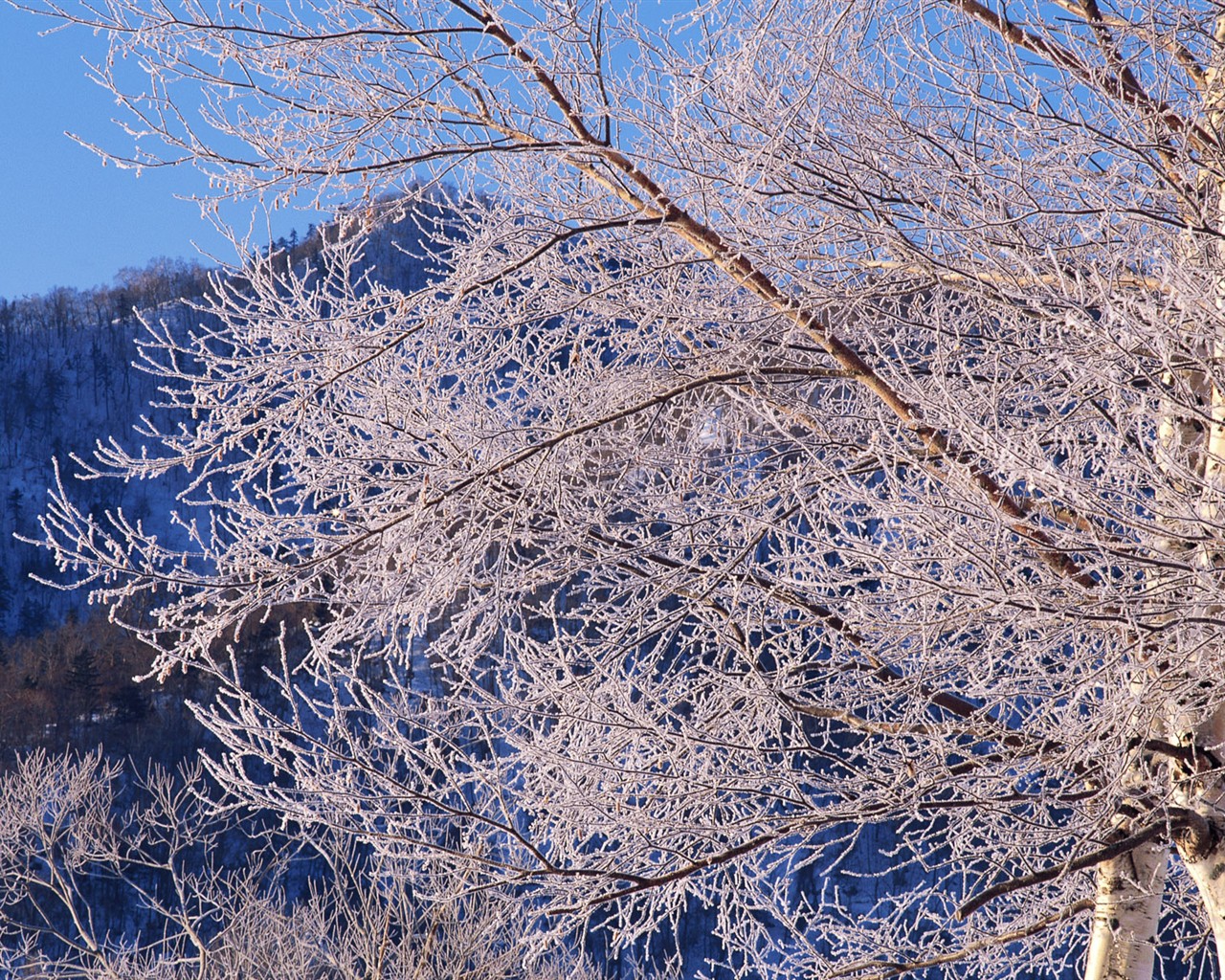 雪の林の壁紙(2) #5 - 1280x1024