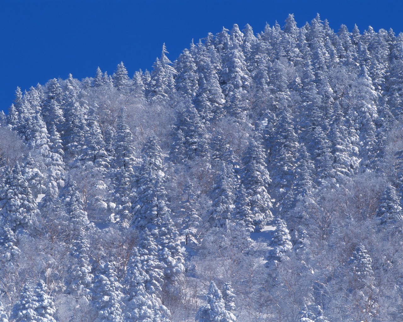 Nieve fondos de escritorio de los bosques (2) #6 - 1280x1024