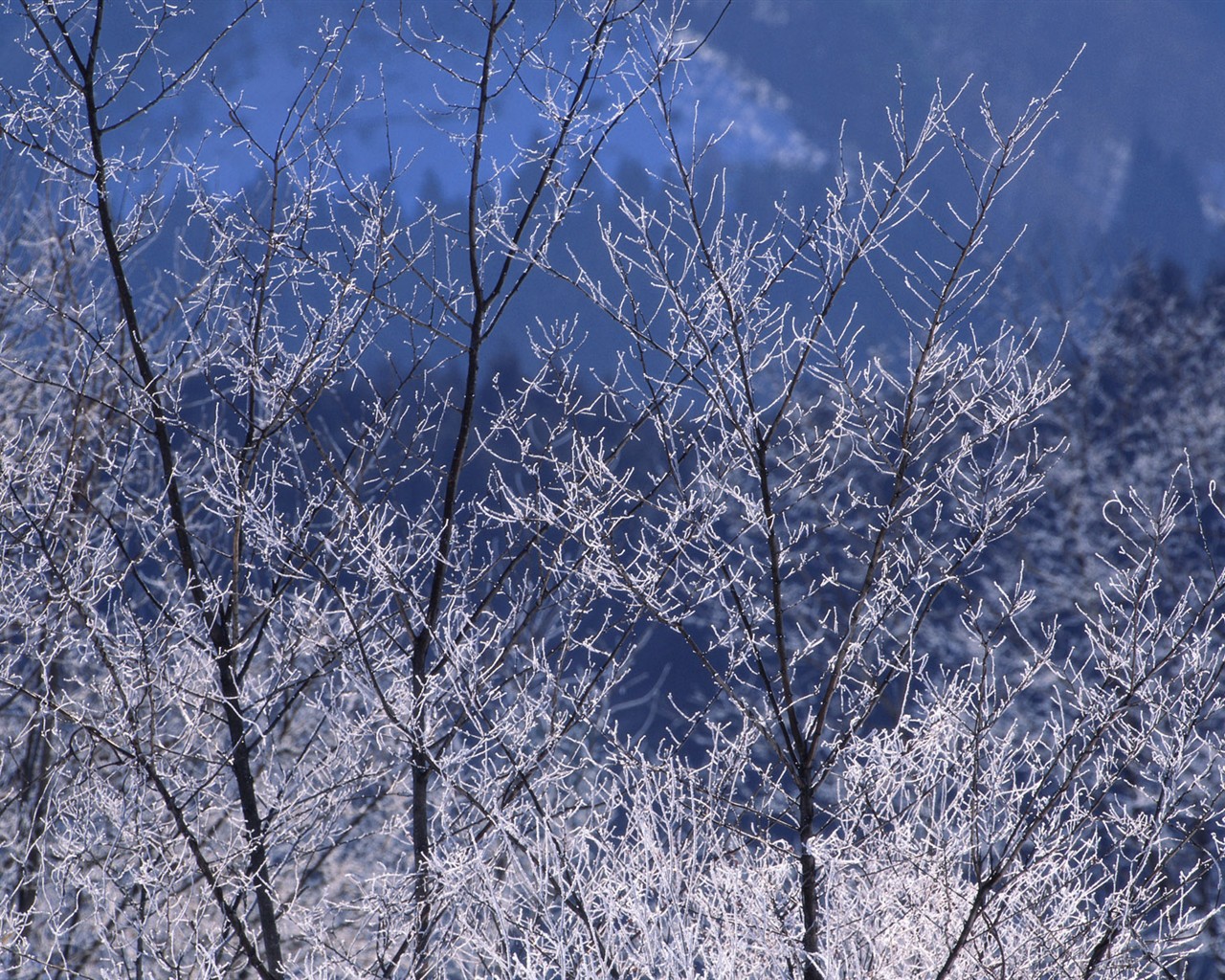 Nieve fondos de escritorio de los bosques (2) #10 - 1280x1024