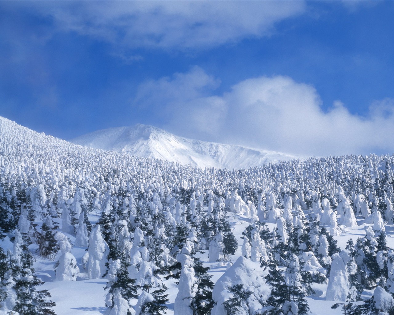 Snow forest wallpaper (2) #14 - 1280x1024