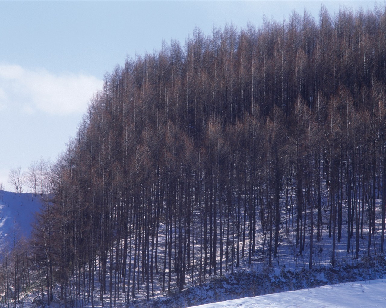 雪の林の壁紙(2) #18 - 1280x1024