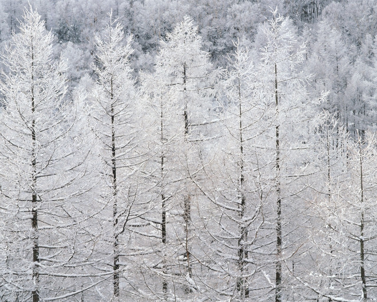 Nieve fondos de escritorio de los bosques (2) #19 - 1280x1024