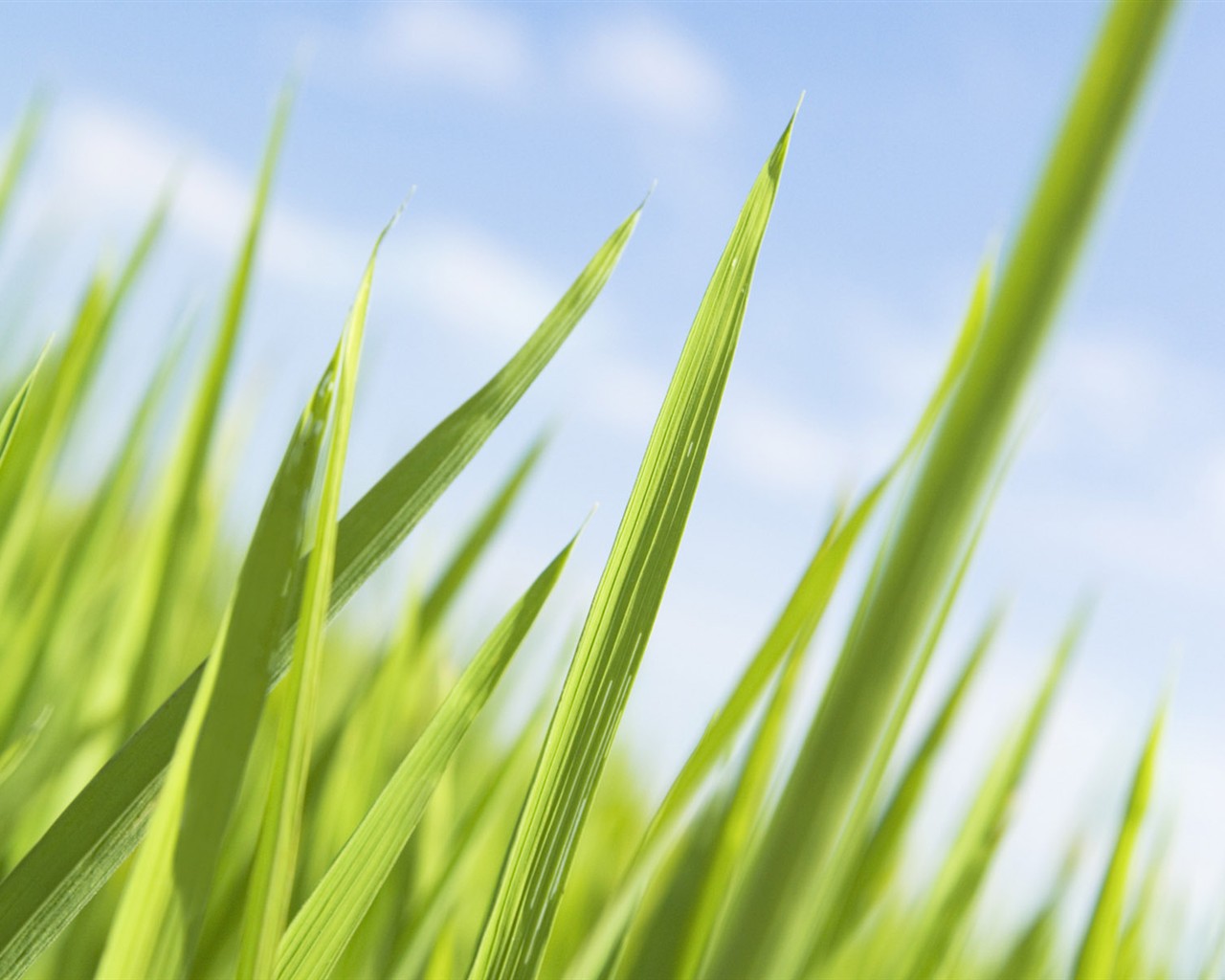 Green Grass wallpaper (1) #6 - 1280x1024