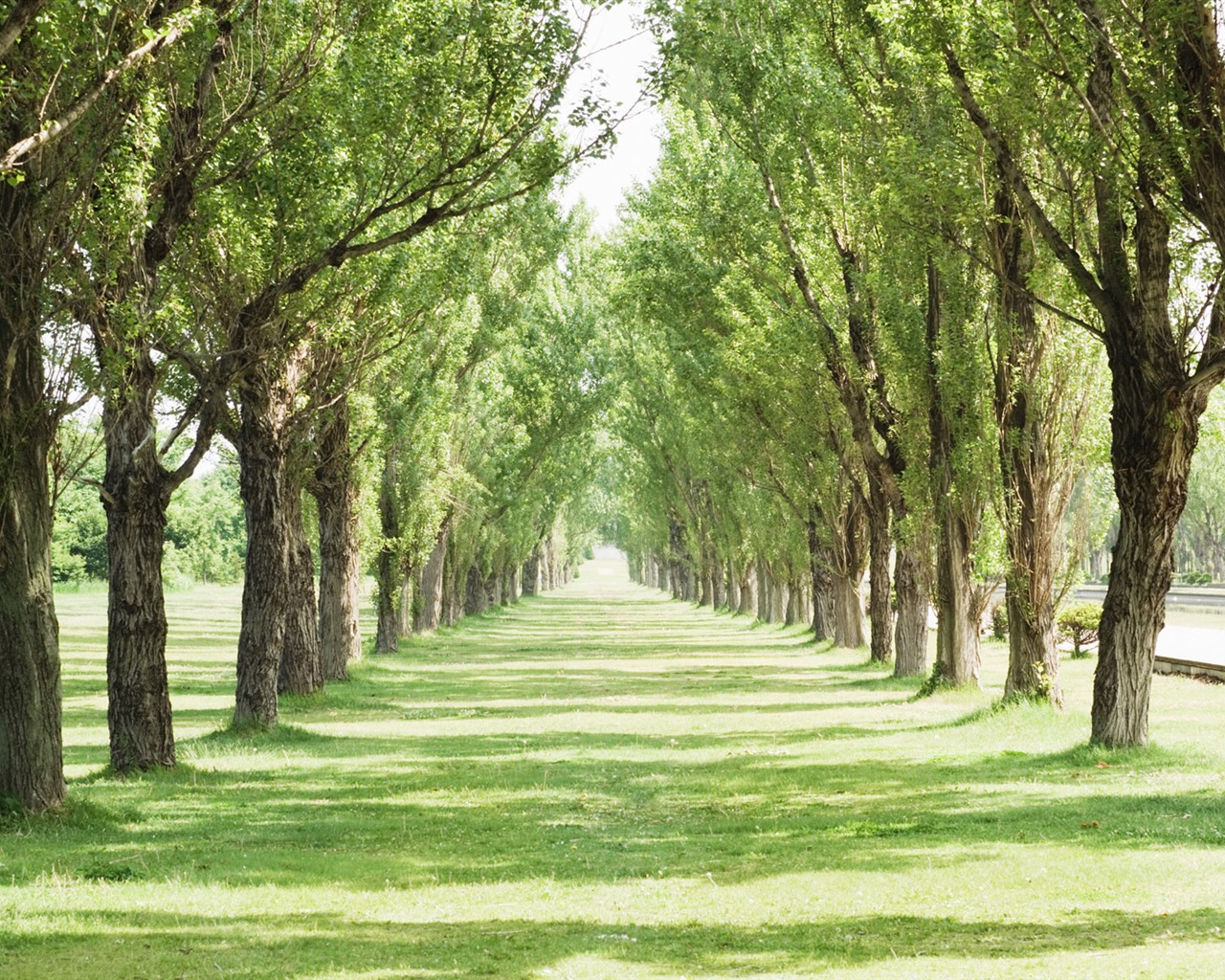 Green Grass wallpaper (1) #7 - 1280x1024