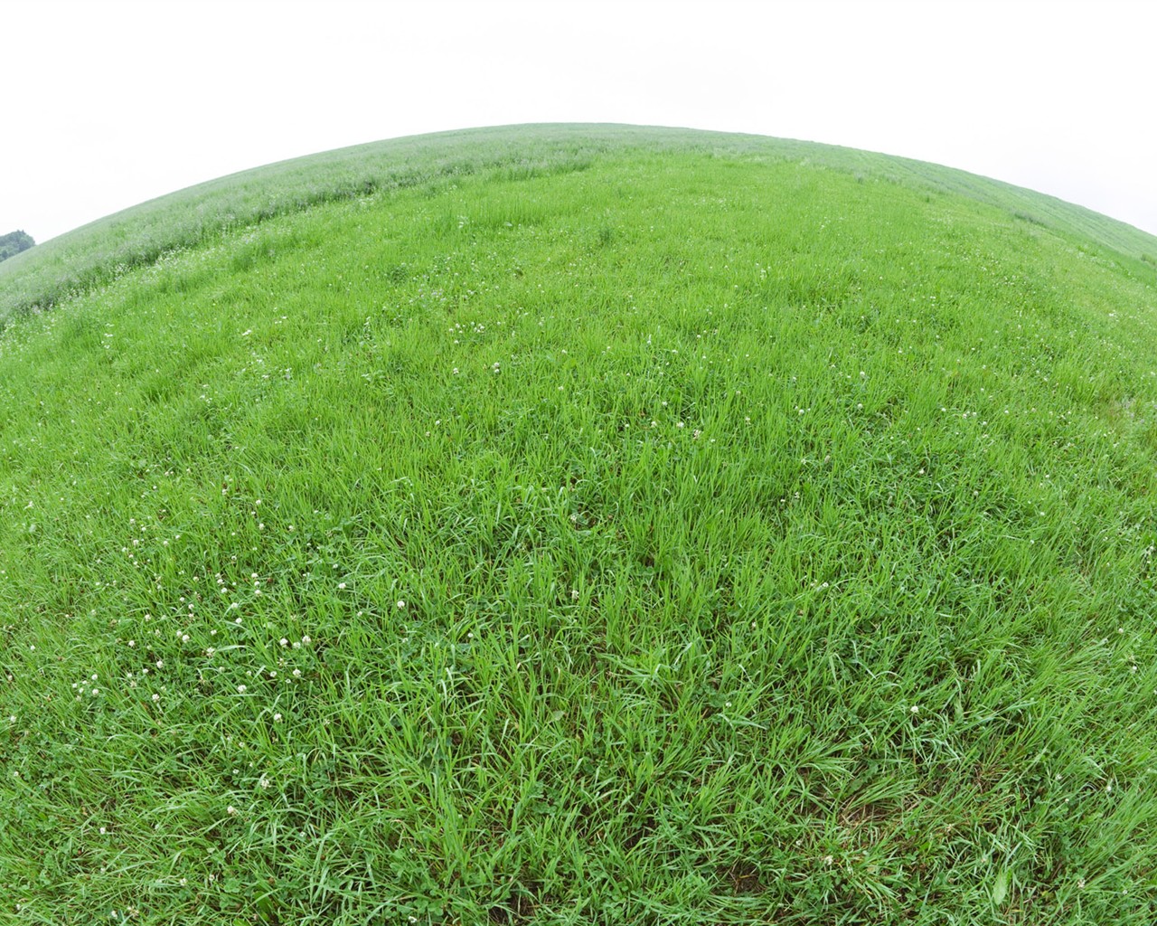 绿色草地(一)11 - 1280x1024