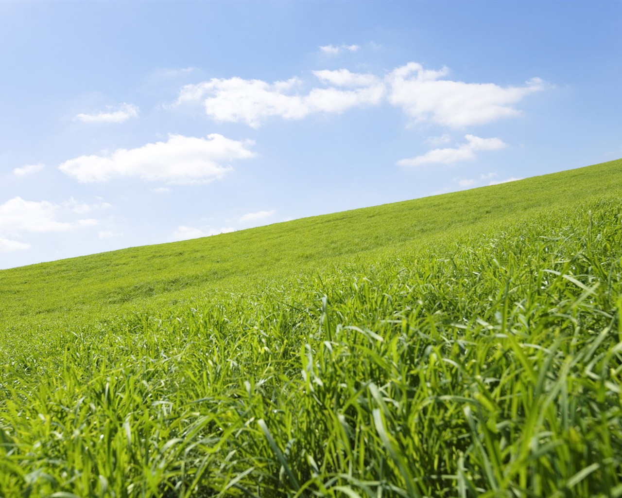 Green Grass wallpaper (1) #16 - 1280x1024