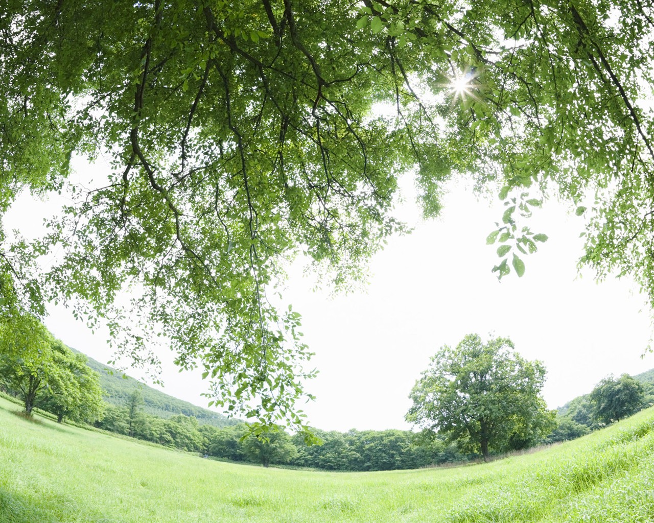 Green Grass wallpaper (1) #20 - 1280x1024