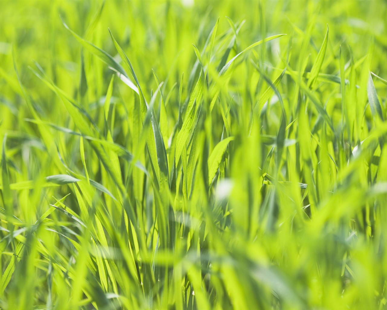 Green Grass wallpaper (2) #2 - 1280x1024