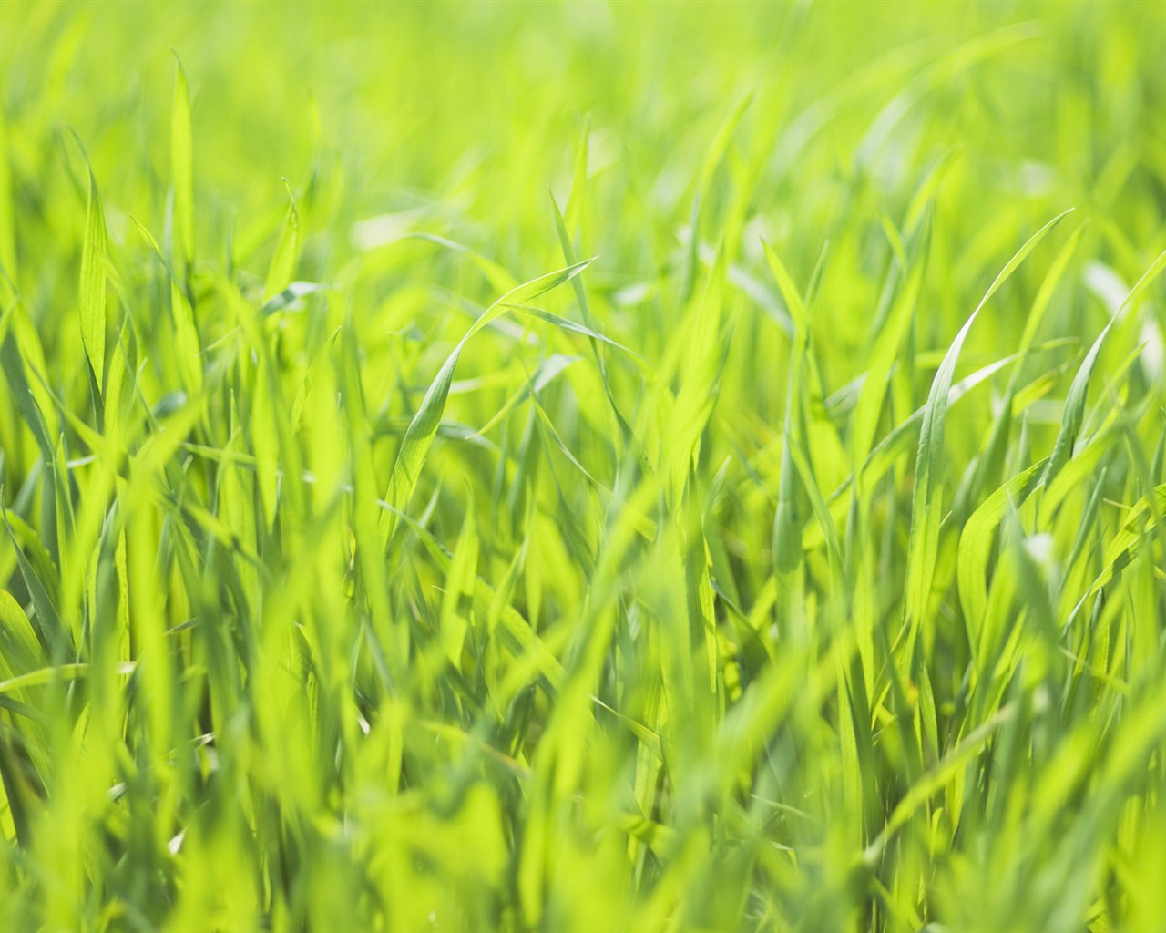 zelená tráva tapetu (2) #3 - 1280x1024