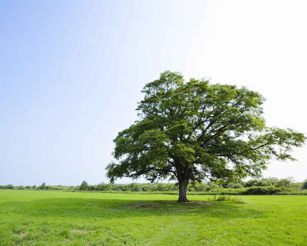Green Grass wallpaper (2) #4 - 1280x1024