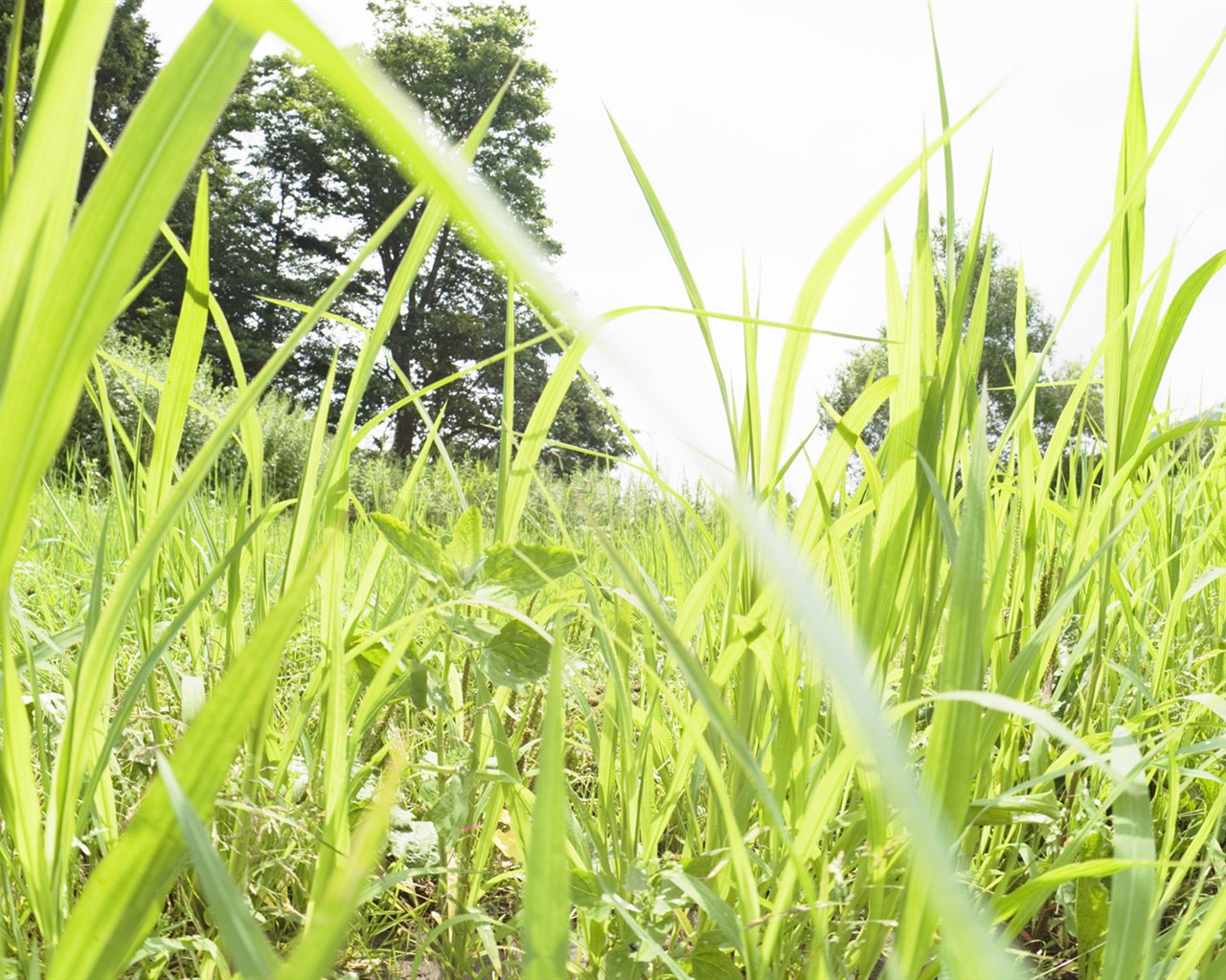 Green Grass wallpaper (2) #5 - 1280x1024