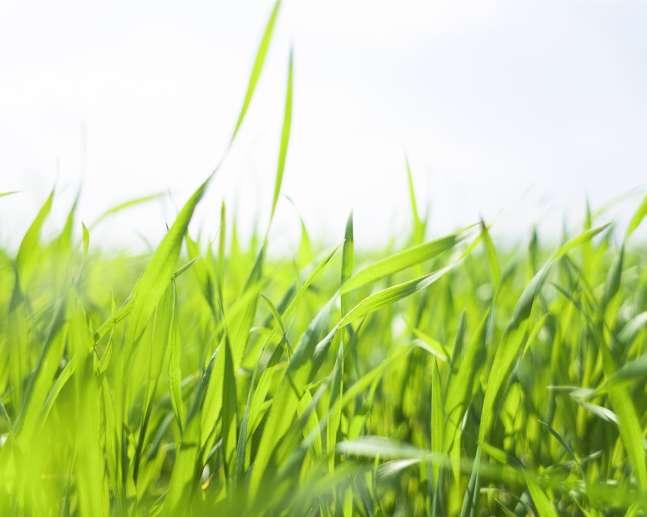 Green Grass wallpaper (2) #6 - 1280x1024