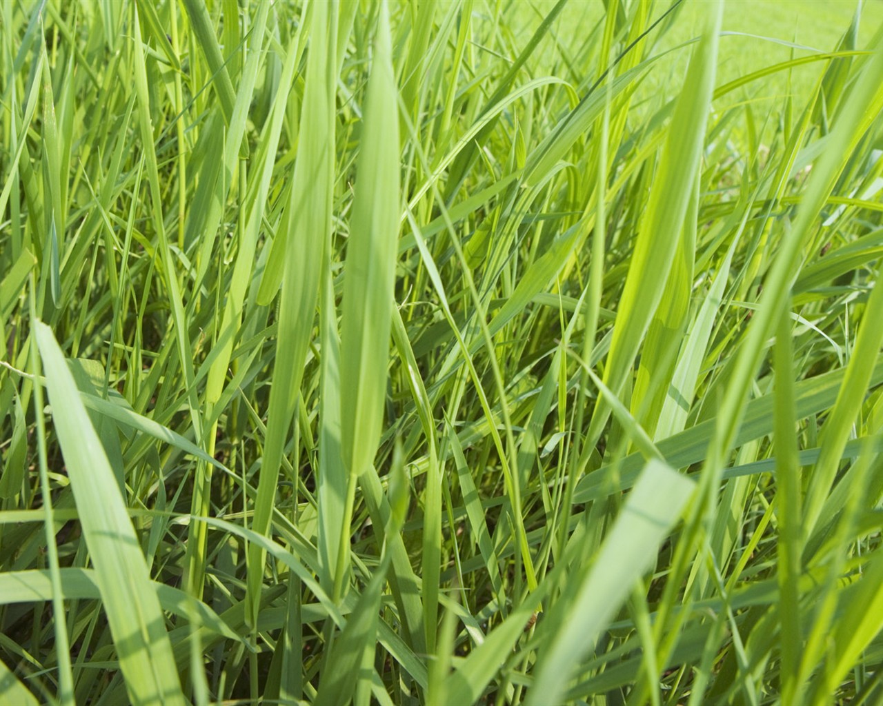 Green Grass wallpaper (2) #11 - 1280x1024