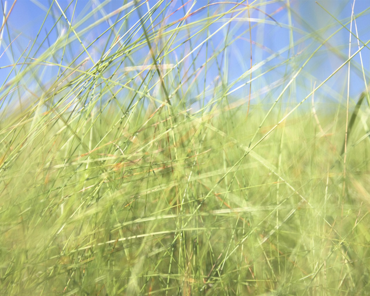 zelená tráva tapetu (2) #12 - 1280x1024