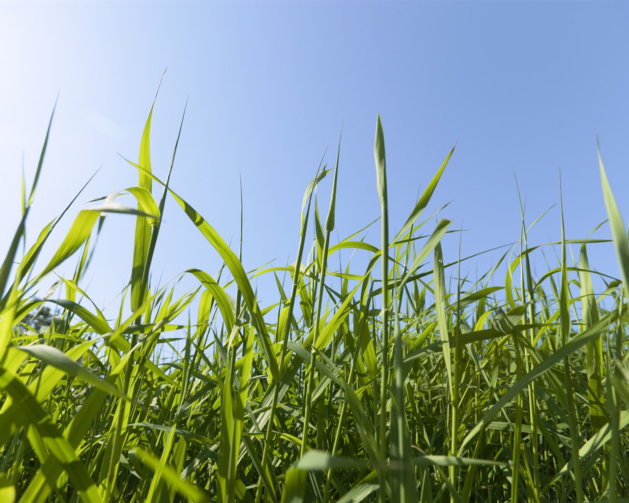 Green Grass wallpaper (3) #4 - 1280x1024