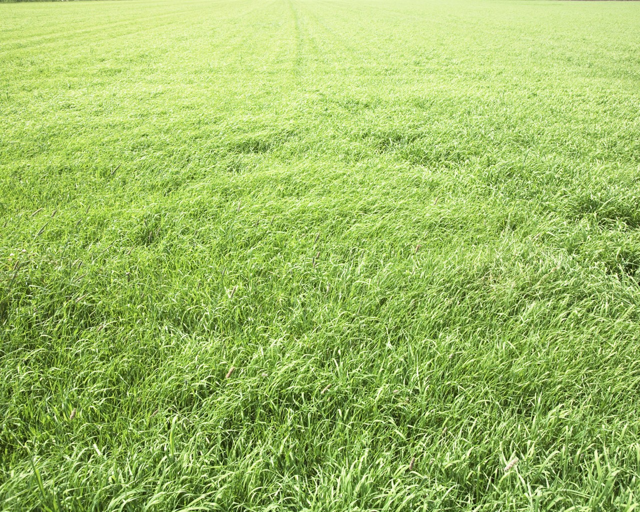 Green Grass wallpaper (3) #20 - 1280x1024