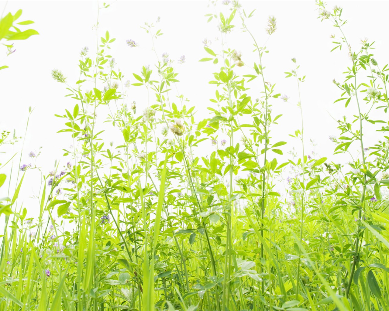 Green Grass wallpaper (4) #4 - 1280x1024