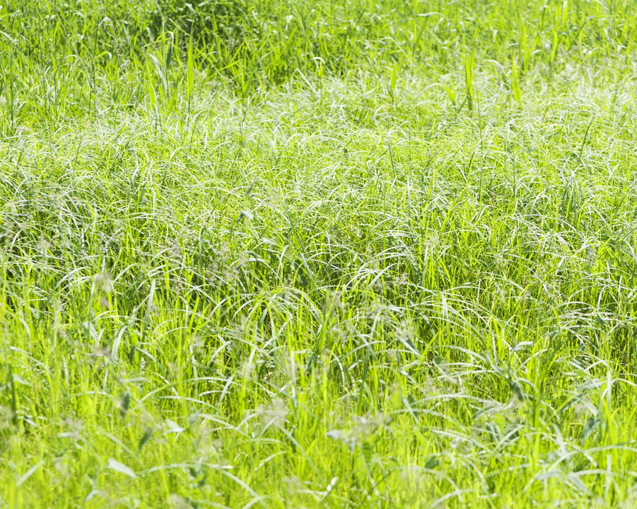 Green Grass wallpaper (4) #7 - 1280x1024