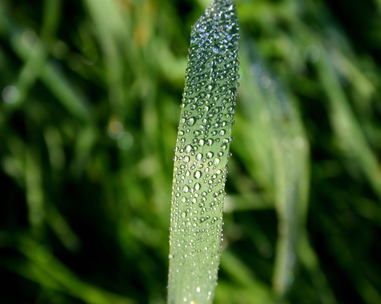 Vista Plant wallpaper (1) #7 - 1280x1024