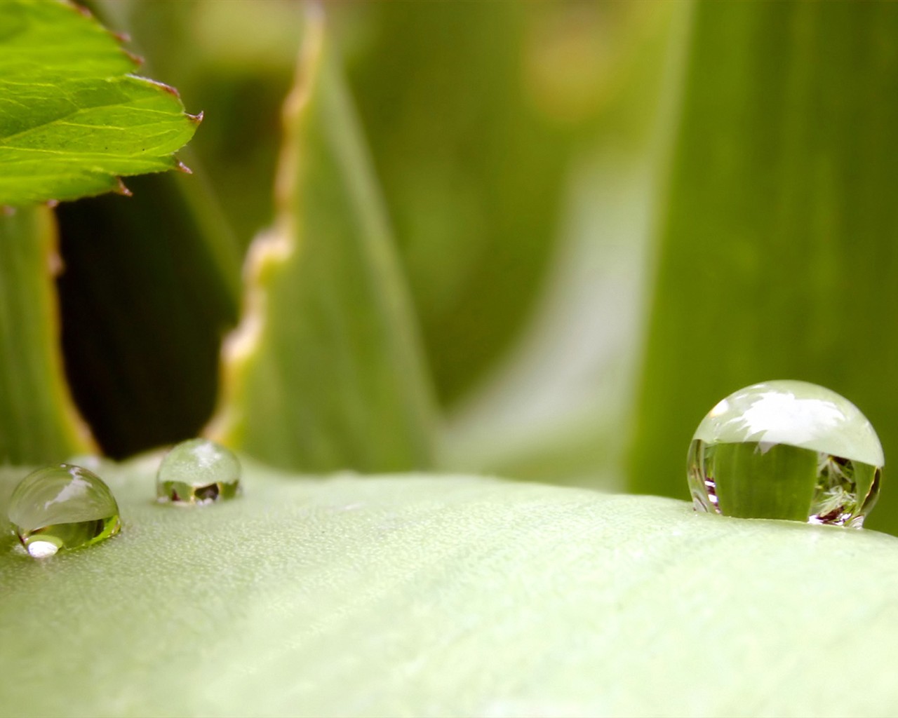  Vistaの植物の壁紙(2) #4 - 1280x1024