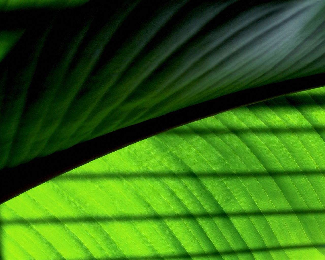 Vista 植物壁紙(二) #14 - 1280x1024