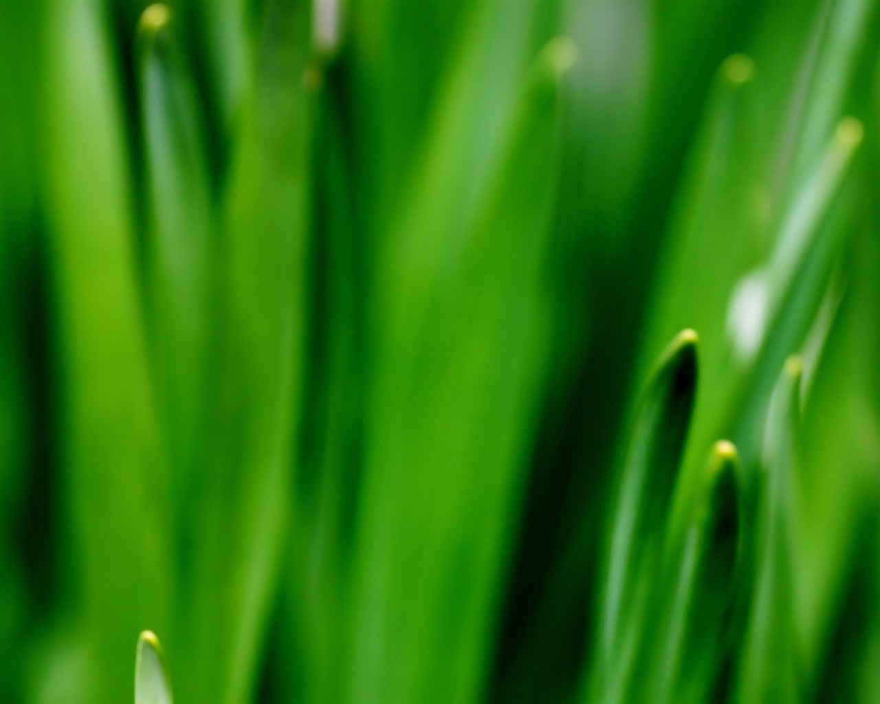 Vista Plant wallpaper (2) #17 - 1280x1024